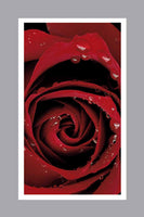 Regal Rose Prayer Cards - ST7505-MIC-PC