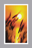 Wheat Prayer Cards - ST7509-MIC-PC