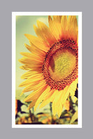Sunflower Prayer Cards - ST8568-MIC-PC