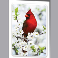 Cardinal Service Record - 8542-SR