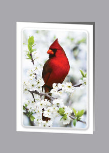 Cardinal Service Record - 8542-SR