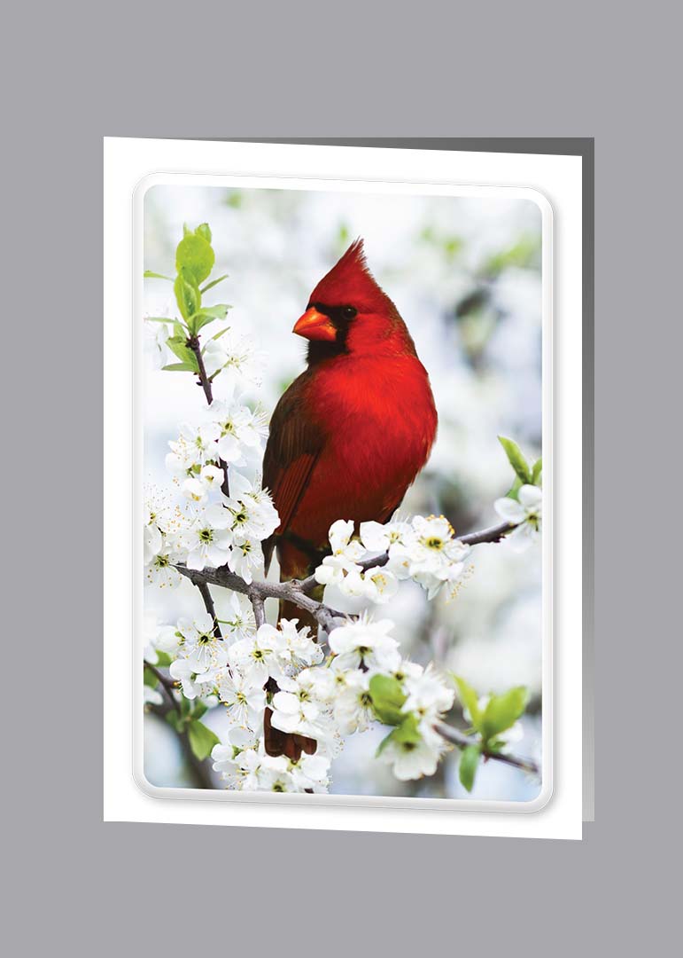 Cardinal Service Record - 8542-SR