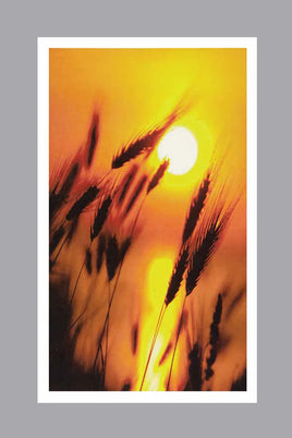 Wheat Prayer Cards - ST7509-MIC-PC