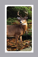 Forest Retreat Prayer Cards - ST8514-MIC-PC