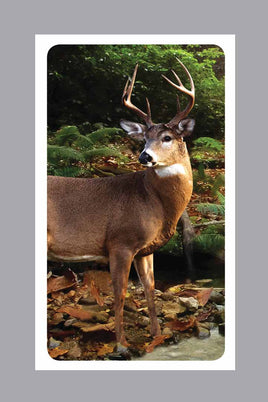 Forest Retreat Prayer Cards - ST8514-MIC-PC