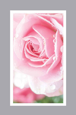 Cherished Rose Prayer Cards - ST8534-MIC-PC